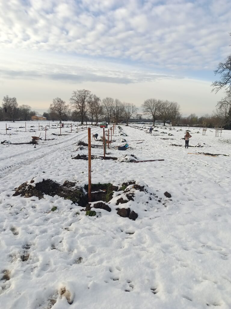 Pflanzung Vorbereitung Winter 2021