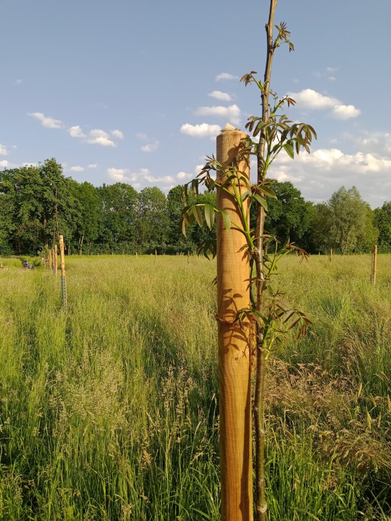 Walnüsse Sommer 2022