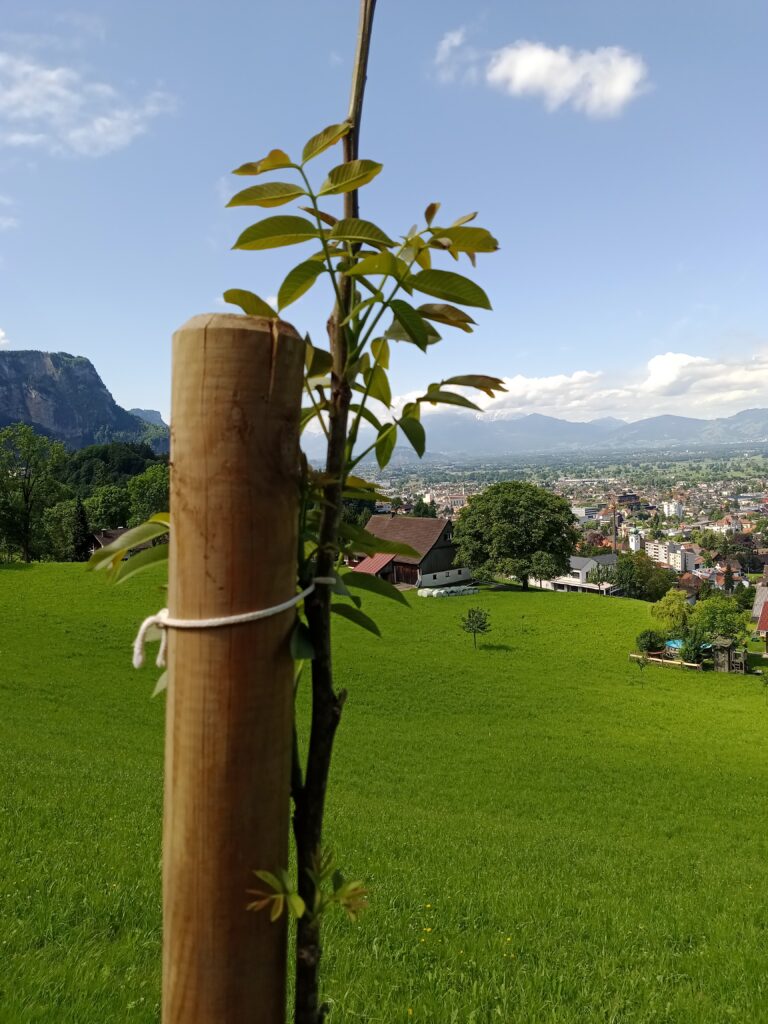 Walnussbaum mit Ausblick. Geliefert und gepflanzt von Hofnuss