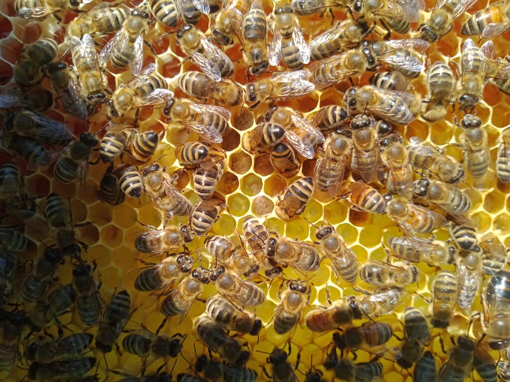 Hofnuss Bienen